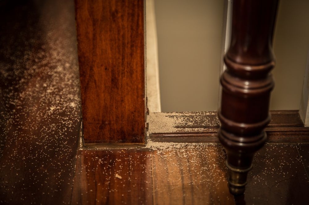 Les termites peuvent provoquer des dégâts considérables dans une habitation Les termites peuvent provoquer des dégâts considérables dans une habitation